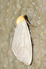Chrysoecia thoracica