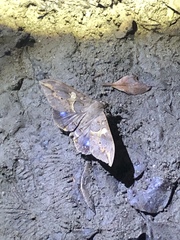 Ischyja ferrifracta