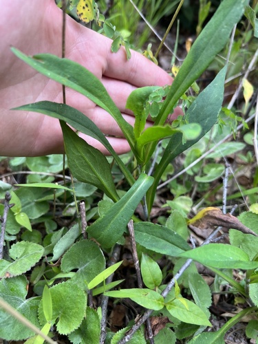 Rhiannon's Aster (Symphyotrichum rhiannon)
