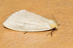 Chrysoecia thoracica