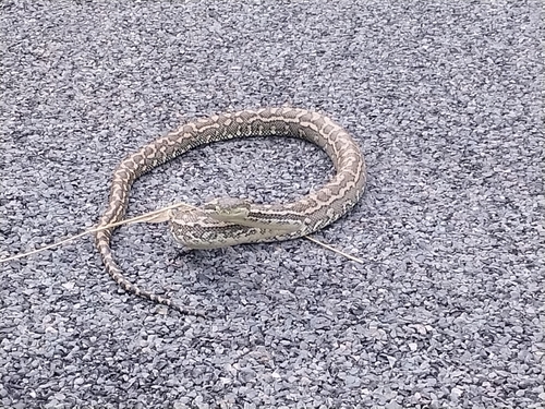 Coastal Carpet Python sighting