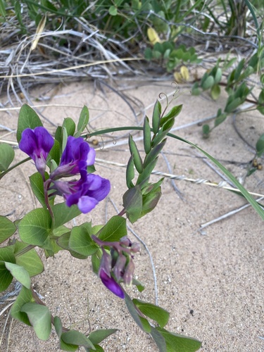 Beach pea (Lathyrus japonicus)