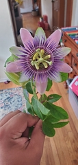 Passiflora alata × caerulea