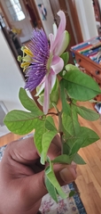 Passiflora alata × caerulea