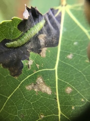 Desmia funeralis