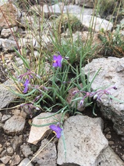 Tradescantia wrightii