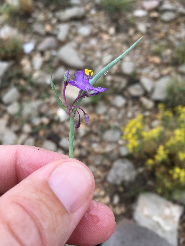 Wright's Spiderwort