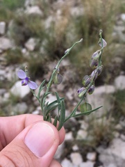 Hebecarpa barbeyana