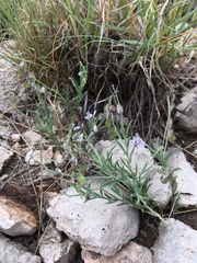 Hebecarpa barbeyana