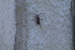 Gnaphalodes trachyderoides