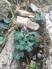 Oxalis metcalfei
