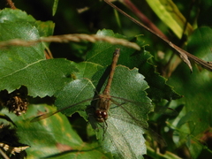 Sympetrum striolatum