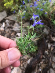 Salvia lycioides