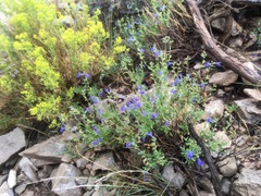 Salvia lycioides