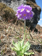 Primula denticulata