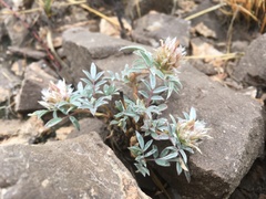 Dalea wrightii