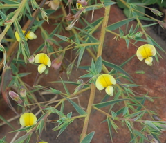 Aspalathus alpestris