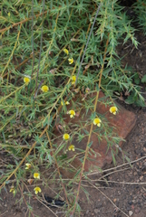 Aspalathus alpestris