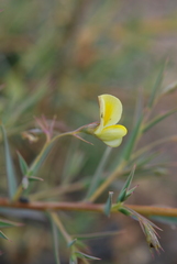 Aspalathus alpestris