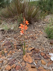 Watsonia stenosiphon