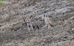 Vulpes vulpes pusilla