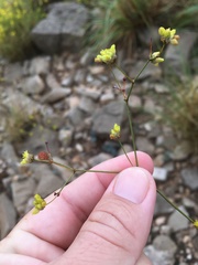 Eriogonum havardii