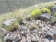 Eriogonum havardii