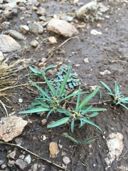 Euphorbia exstipulata