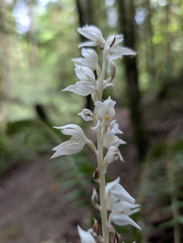 Phantom orchid (Cephalanthera austiniae)