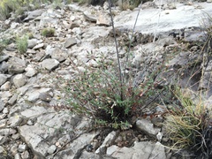 Brickellia brachyphylla