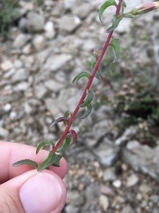 Brickellia brachyphylla