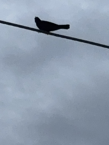 iNaturalist observation 2025-06-20