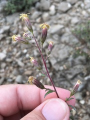 Brickellia brachyphylla