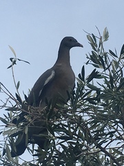 Columba palumbus
