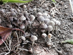 Coprinellus disseminatus
