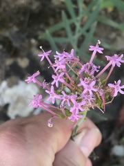 Centranthus lecoqii