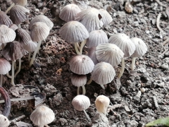 Coprinellus disseminatus