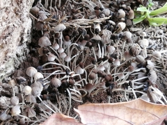 Coprinellus disseminatus