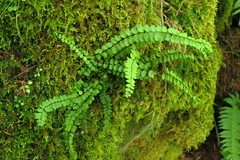 Asplenium trichomanes trichomanes