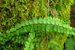 Asplenium trichomanes trichomanes