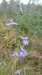 Lobelia reverchonii