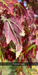 Acer × freemanii