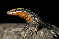 Pelasgian Rock Lizard photo 2