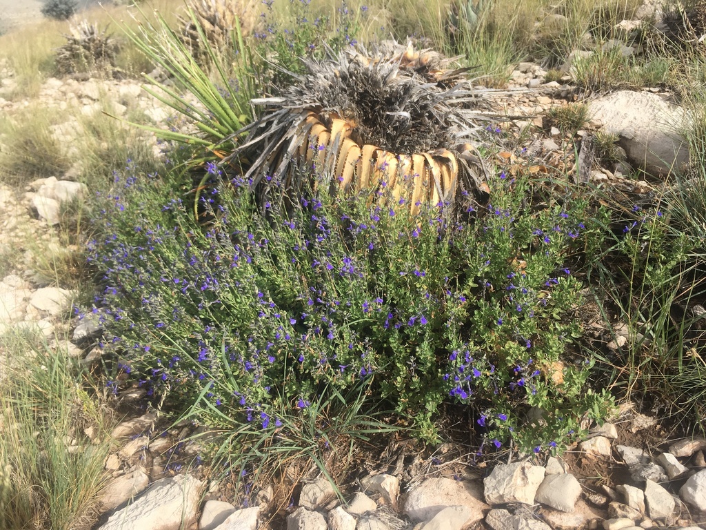 canyon-sage-salvia-lycioides-botanical-realm