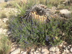 Salvia lycioides