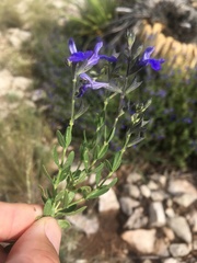Salvia lycioides