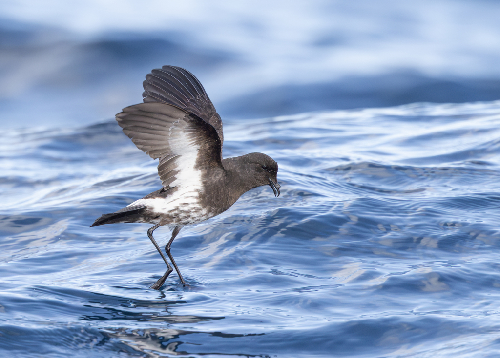 Southern Storm-Petrels