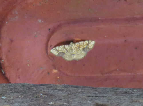 Nematocampa arenosa