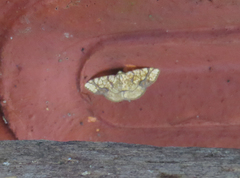 Nematocampa arenosa