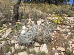 Senecio flaccidus flaccidus